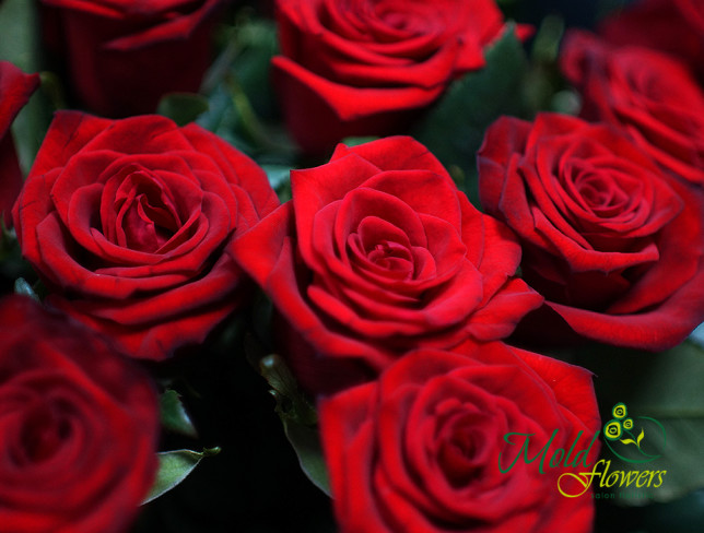 Роза красная голландская 60-70 cм Фото